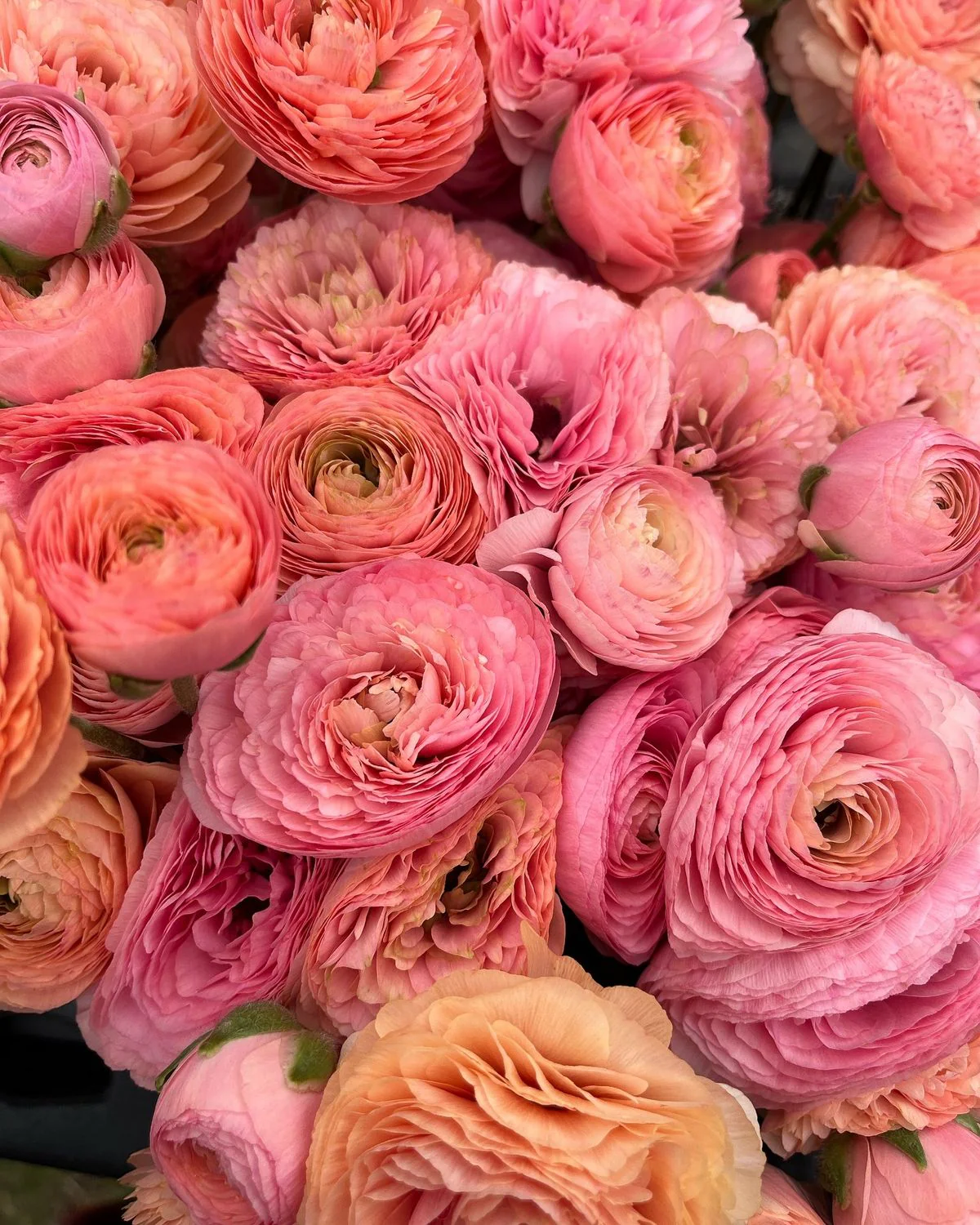 Ranunculus Amandine "Salmon" - Image 2