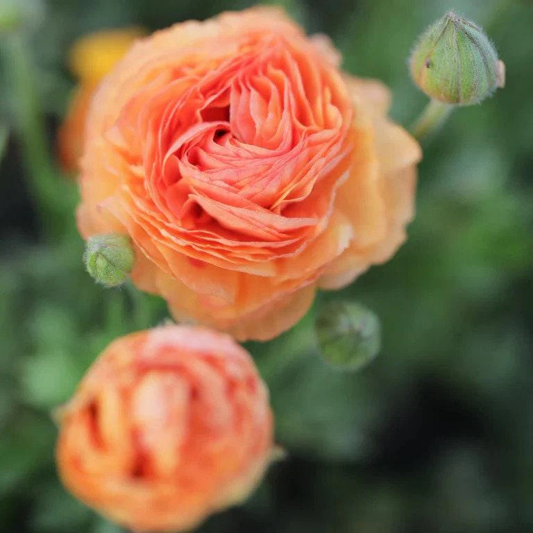 Ranunculus Amandine "Salmon" - Image 3