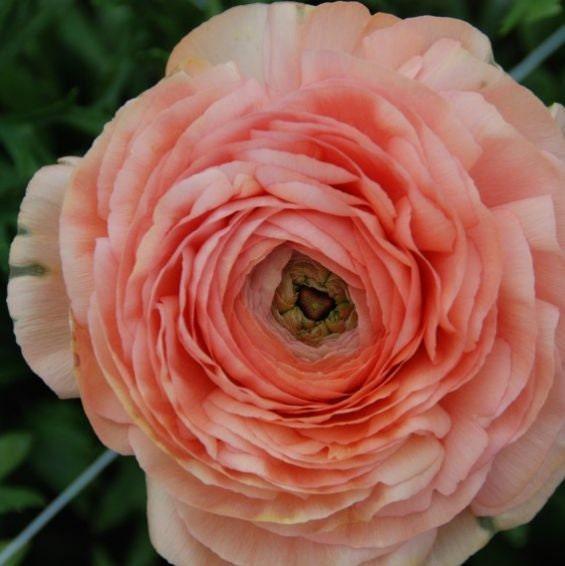 Ranunculus Amandine "Salmon" - Image 4
