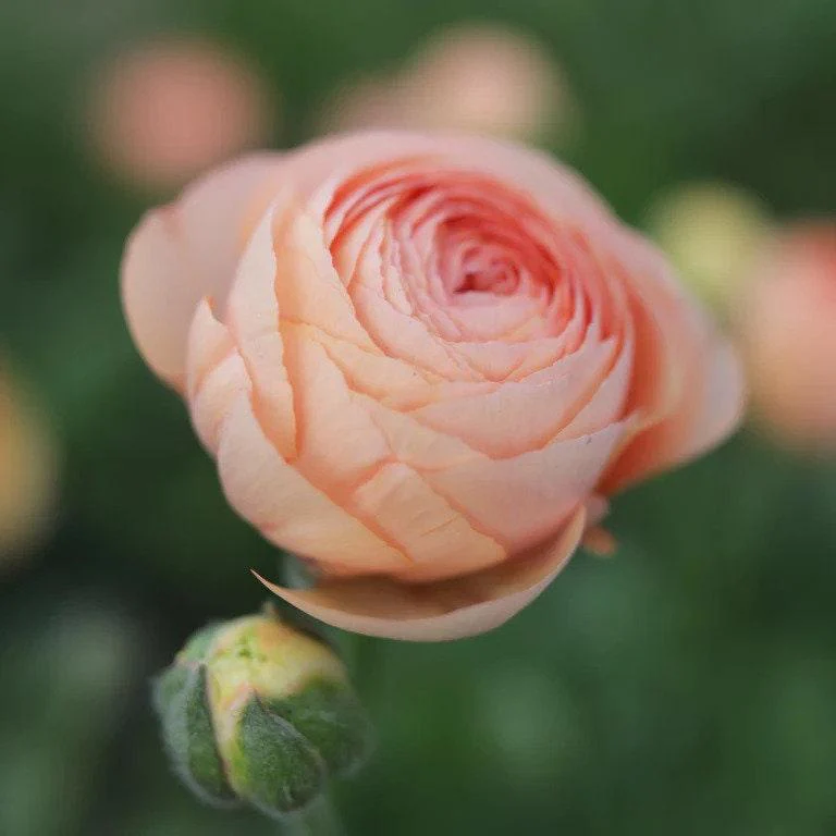 Ranunculus Amandine "Salmon" - Image 5