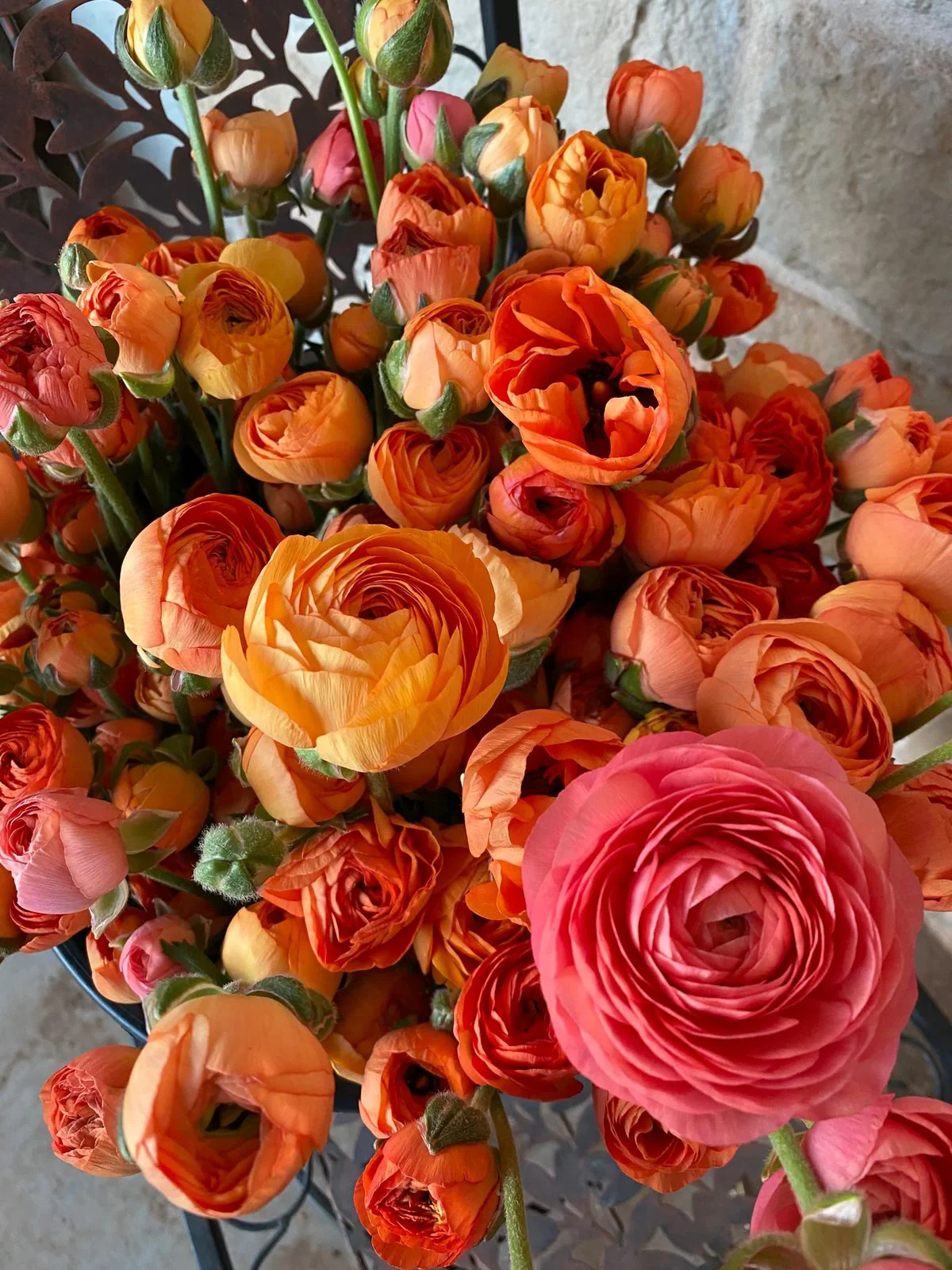 Ranunculus Amandine "Salmon" - Image 7