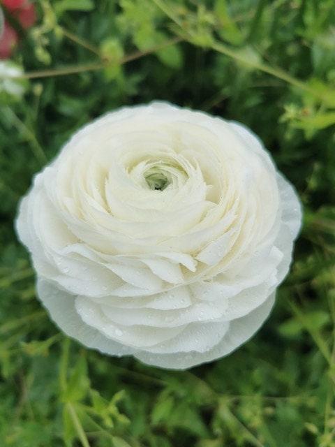 Ranunculus Amandine "Snowflake" - Image 4