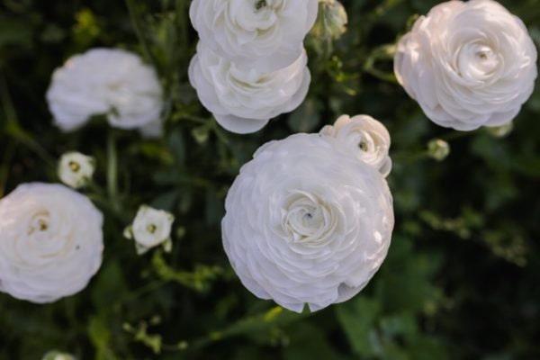 Ranunculus Amandine "Snowflake" - Image 5