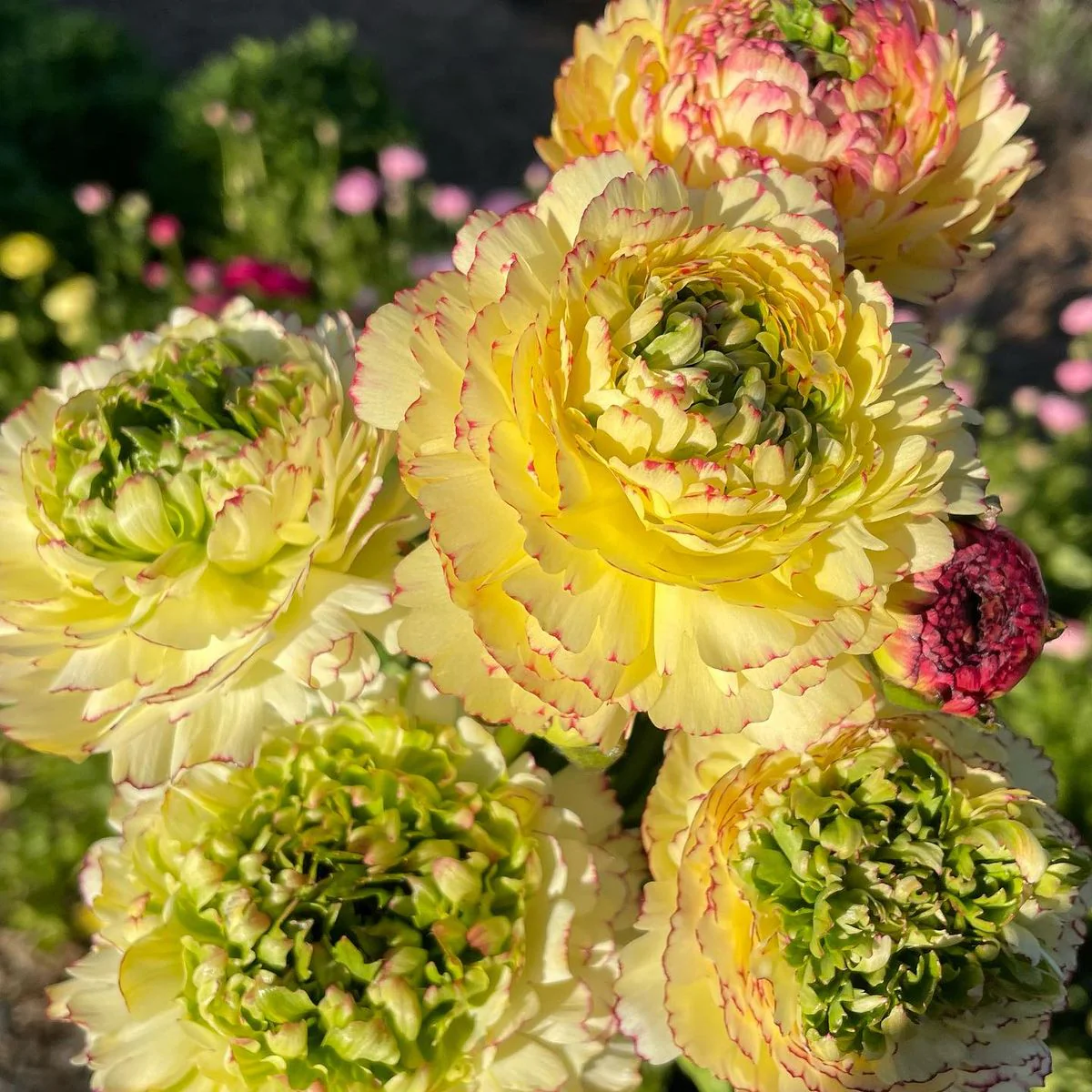 Ranunculus Amandine "Tiger" - Image 10