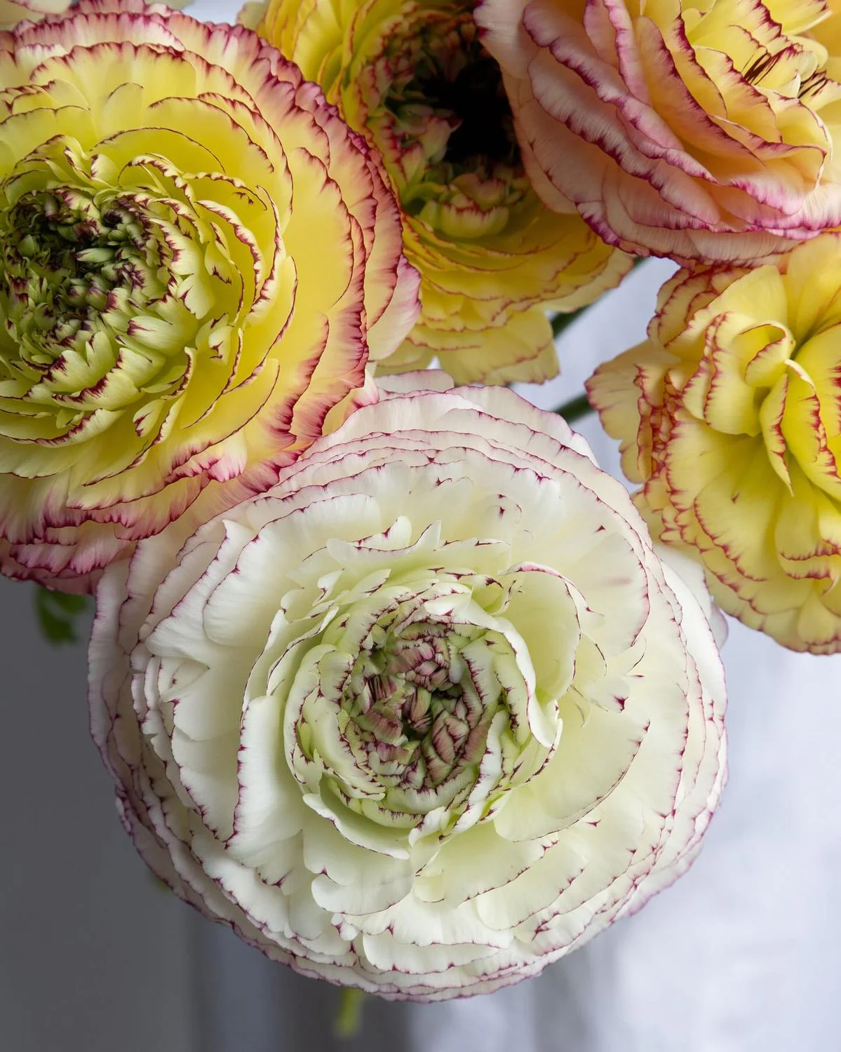 Ranunculus Amandine "Tiger" - Image 11