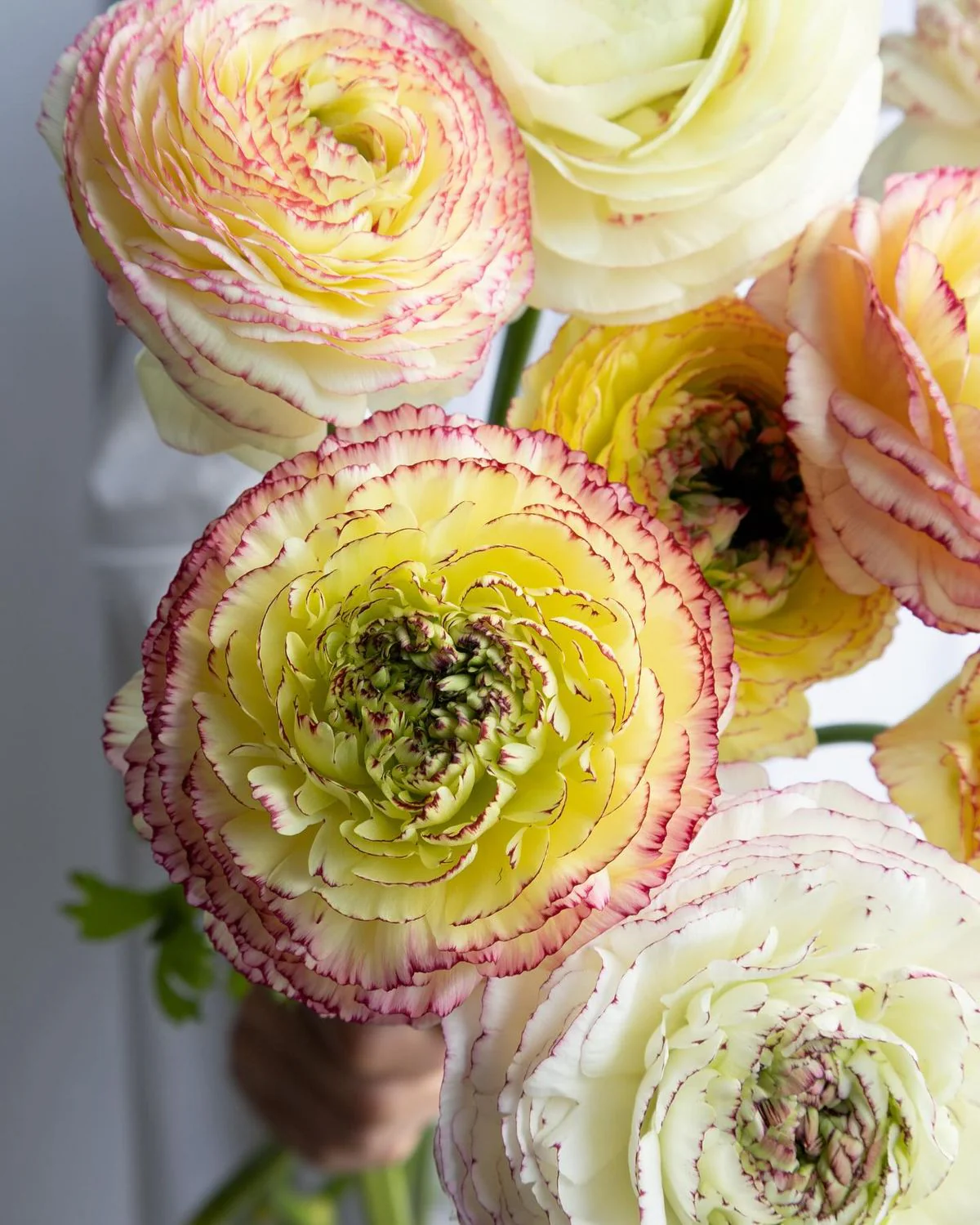 Ranunculus Amandine "Tiger" - Image 12