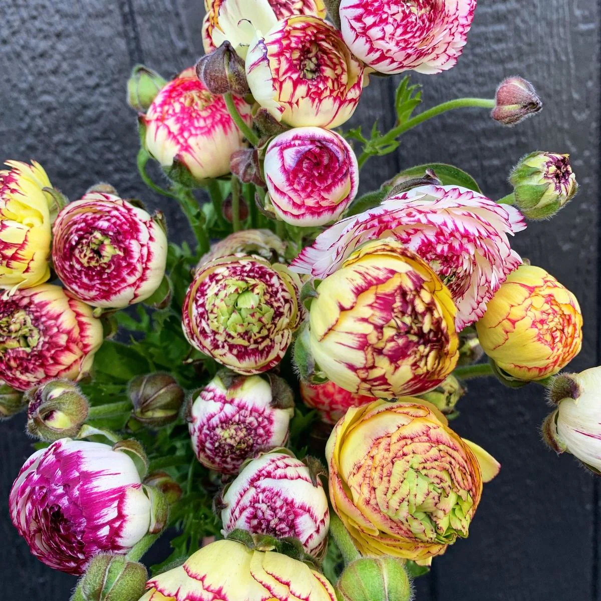 Ranunculus Amandine "Tiger" - Image 2