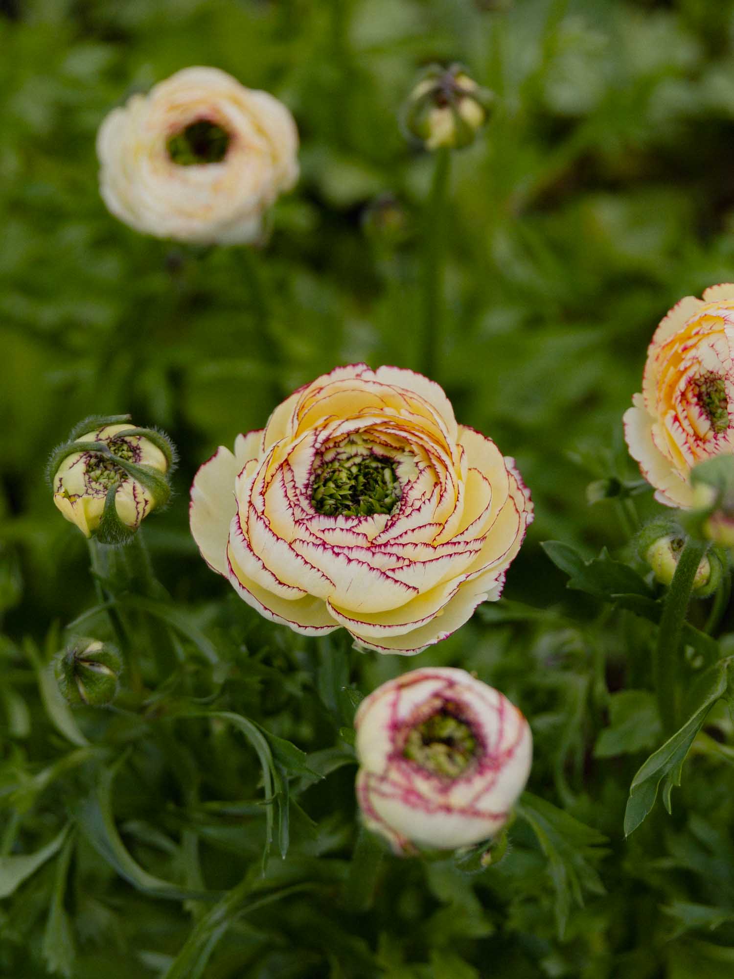 Ranunculus Amandine "Tiger" - Image 3