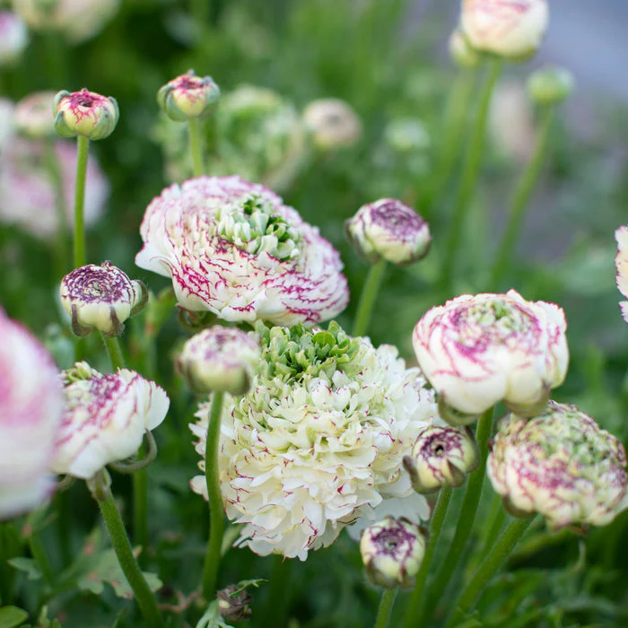 Ranunculus Amandine "Tiger" - Image 4