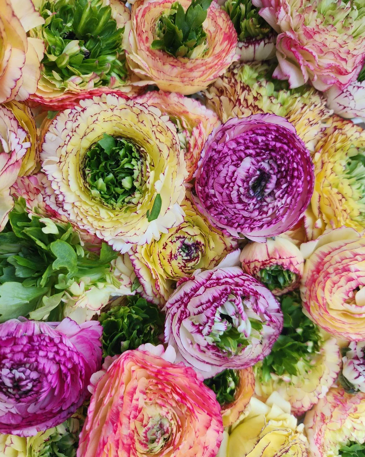 Ranunculus Amandine "Tiger" - Image 5