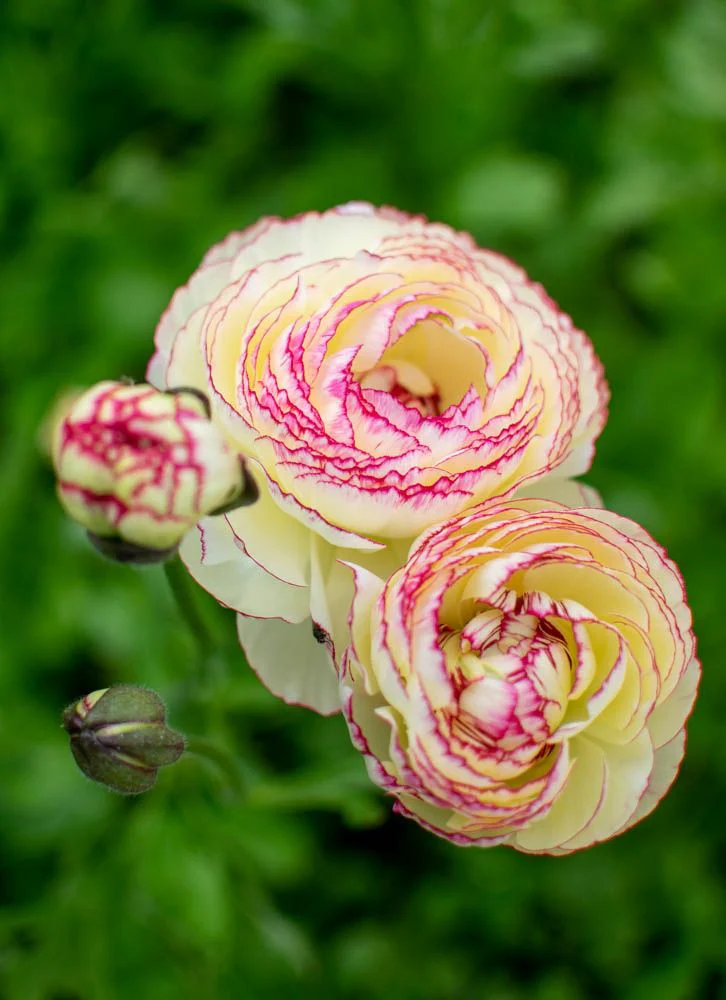 Ranunculus Amandine "Tiger" - Image 6