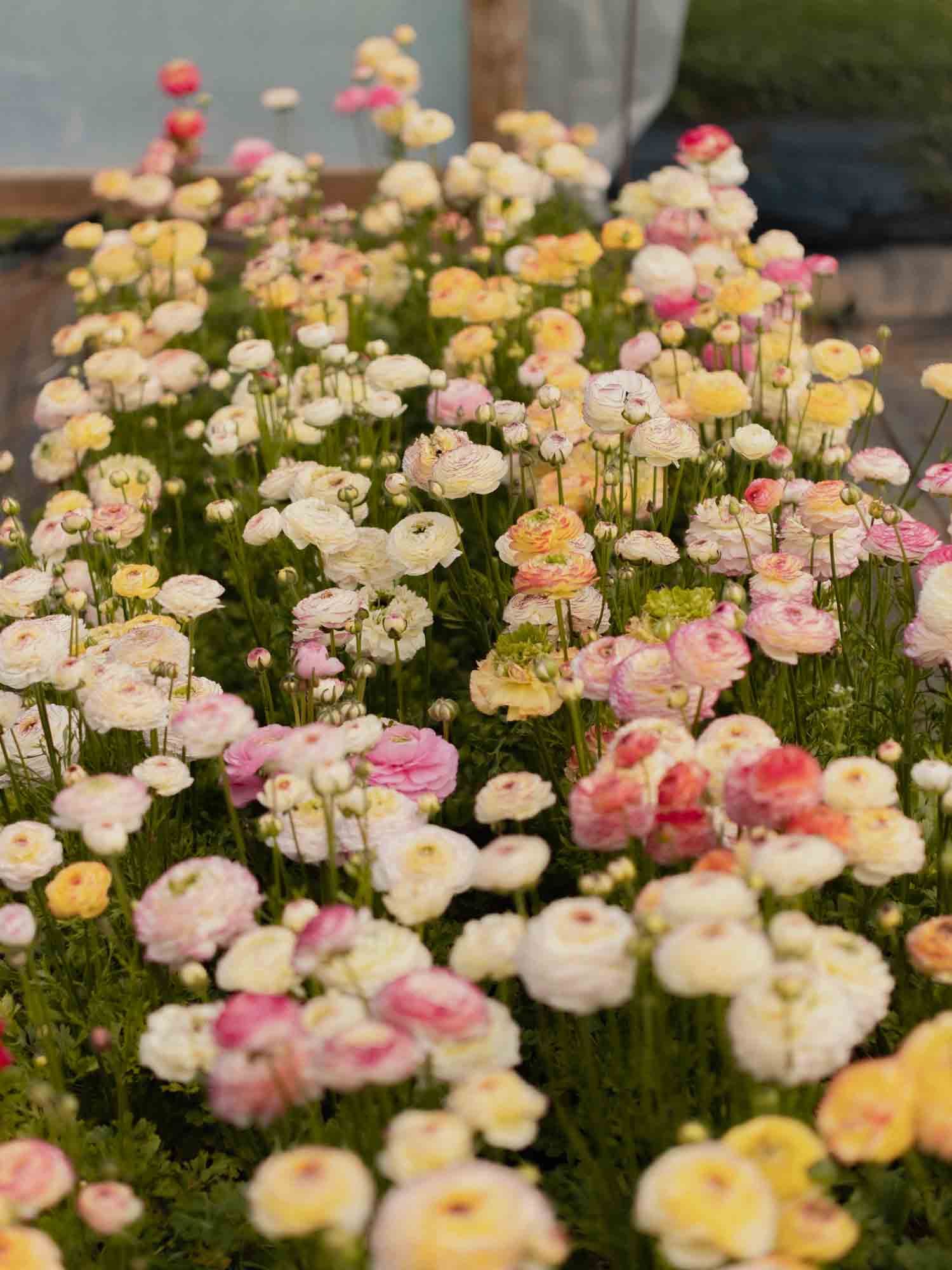 Ranunculus Amandine "Tiger" - Image 7