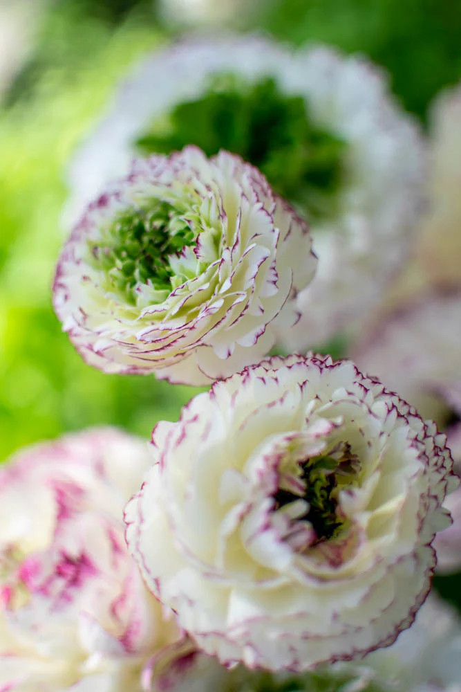 Ranunculus Amandine "Tiger" - Image 9
