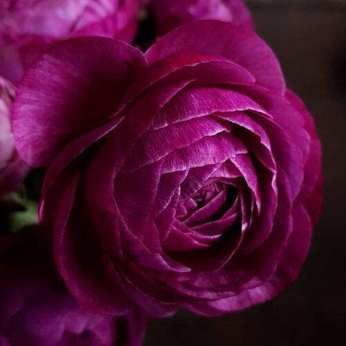 Ranunculus Amandine "Violet" - Image 4