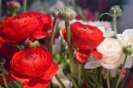 Ranunculus "CandyCane" Mix - Image 3