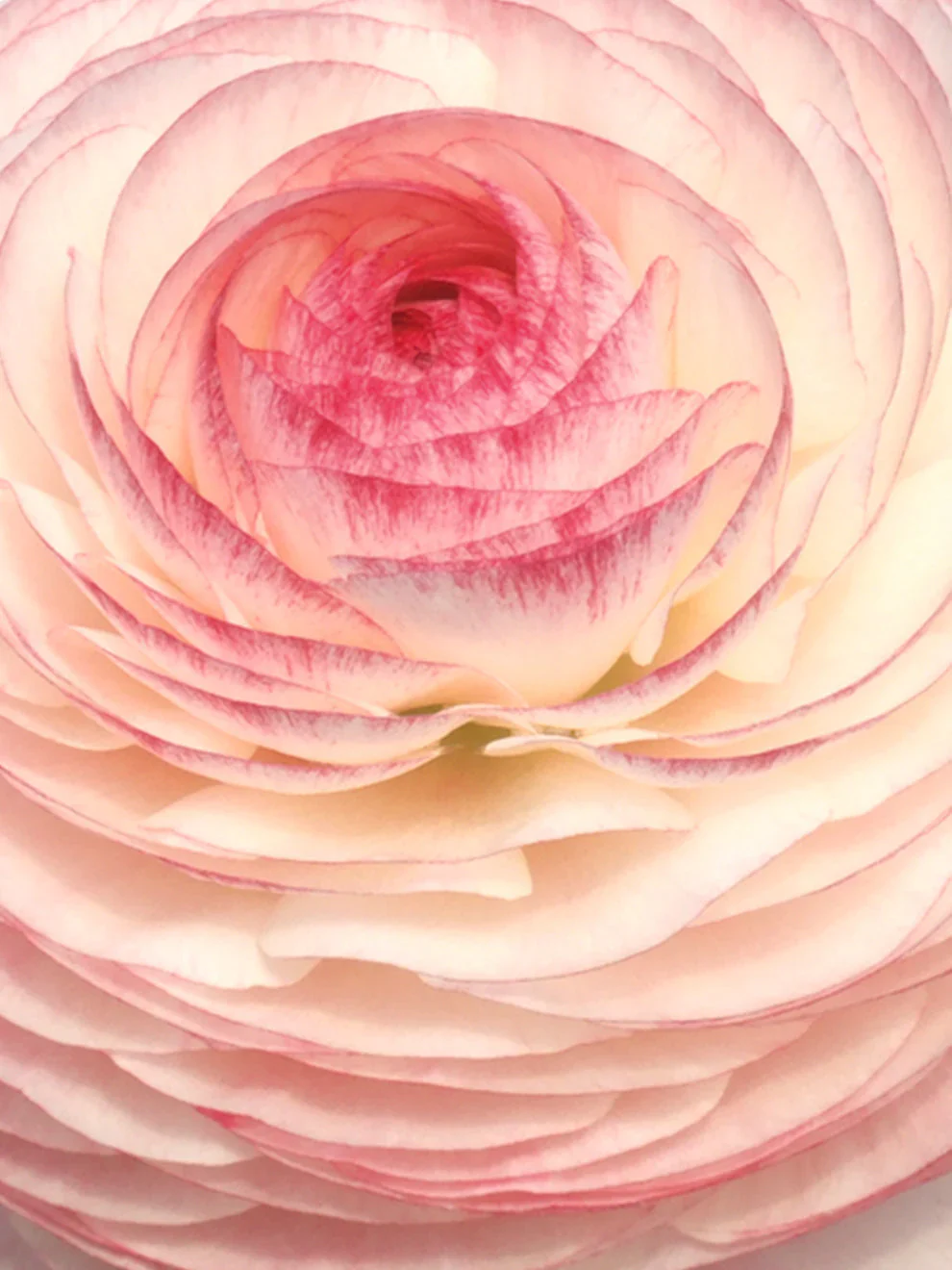 Ranunculus Elegance "Bianco Sfumato"
