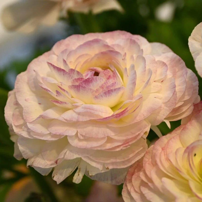 Ranunculus Elegance "Bianco Sfumato" - Image 2