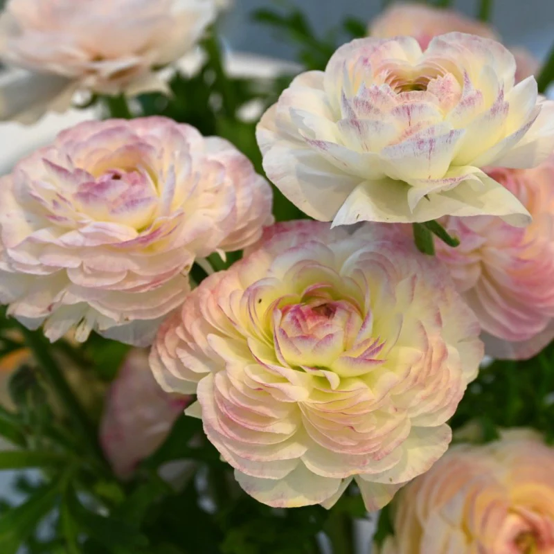 Ranunculus Elegance "Bianco Sfumato" - Image 3