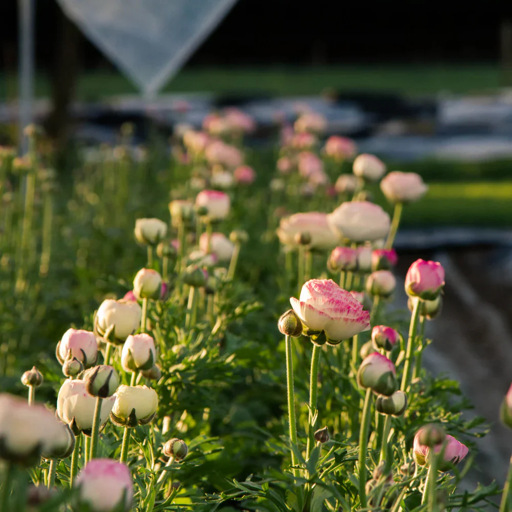 Ranunculus Elegance "Bianco Sfumato" - Image 4
