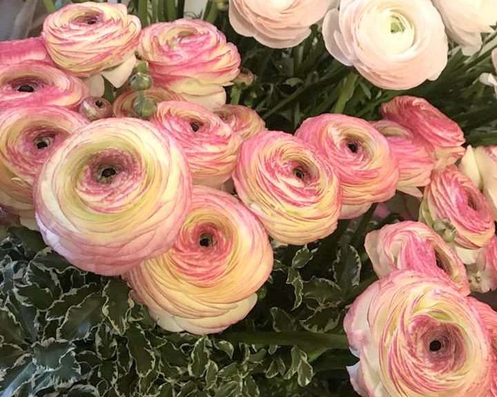 Ranunculus Elegance "Bianco Sfumato" - Image 5