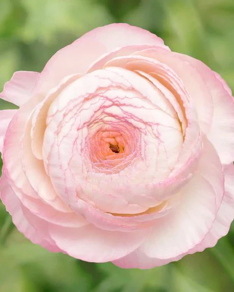 Ranunculus Elegance "Bianco Sfumato" - Image 6