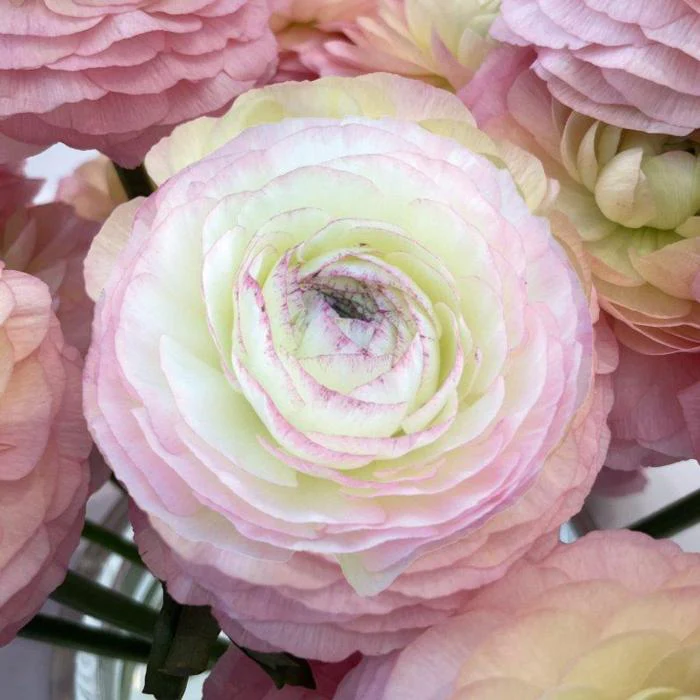 Ranunculus Elegance "Bianco Sfumato" - Image 7