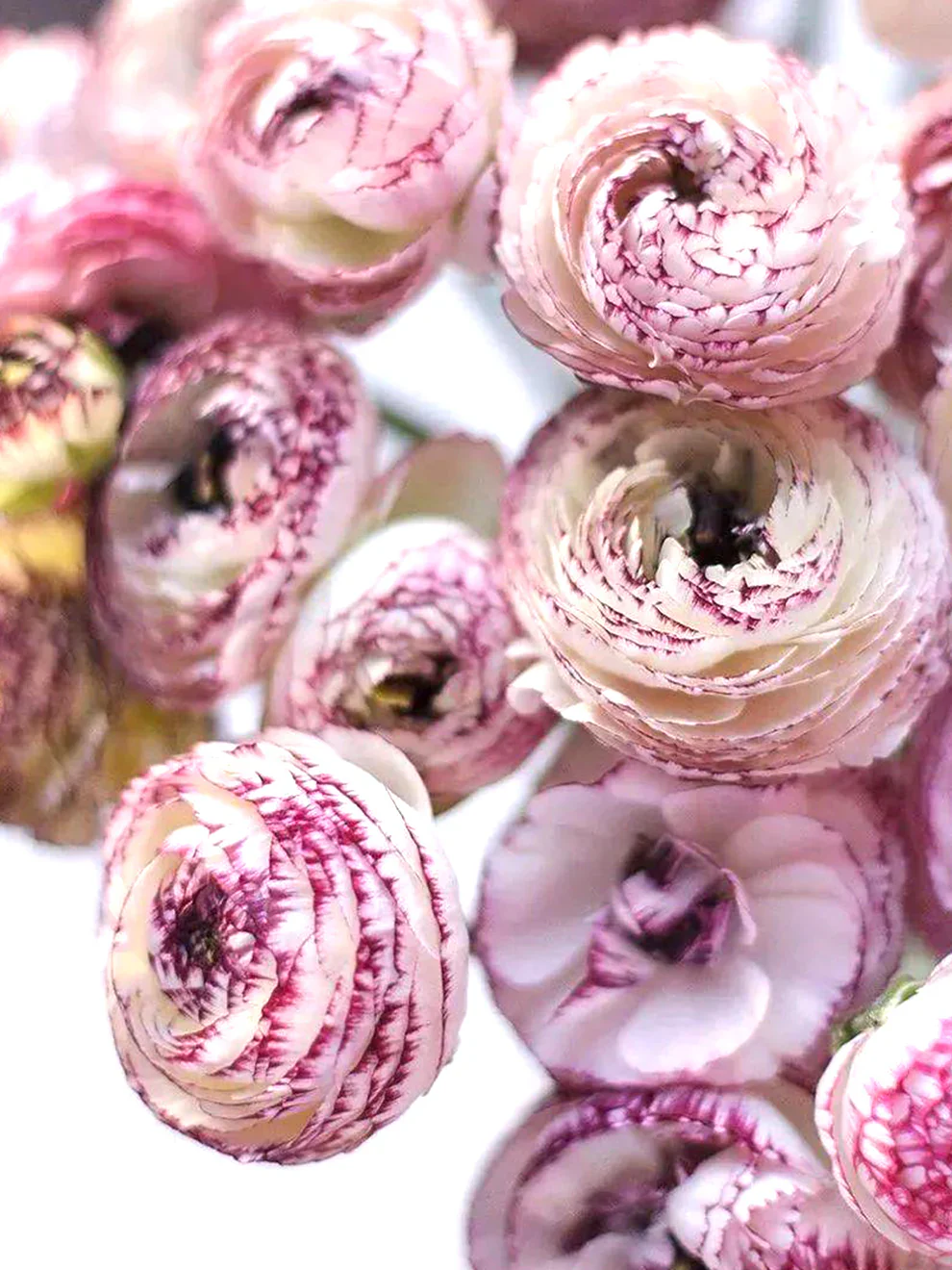 Ranunculus Elegance "Bianco Striato" - Image 10
