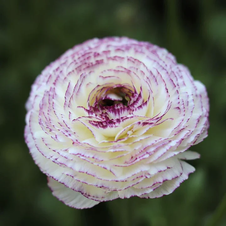 Ranunculus Elegance "Bianco Striato" - Image 11