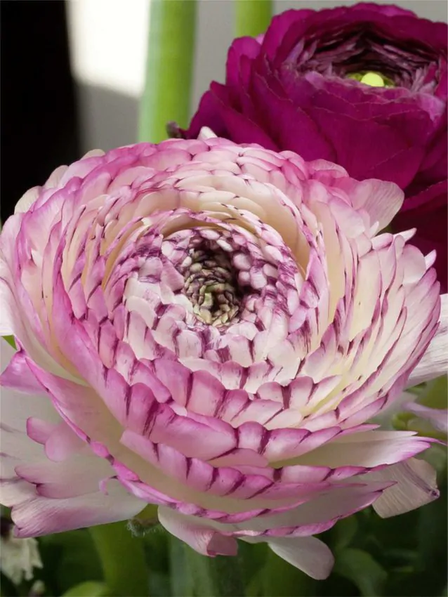 Ranunculus Elegance "Bianco Striato" - Image 2