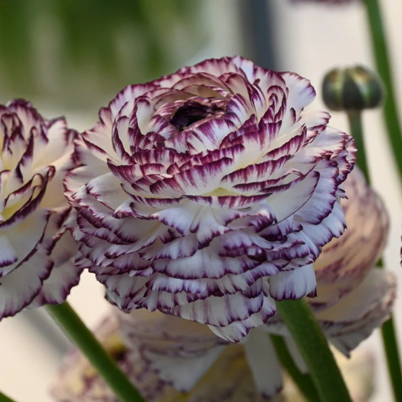 Ranunculus Elegance "Bianco Striato" - Image 3