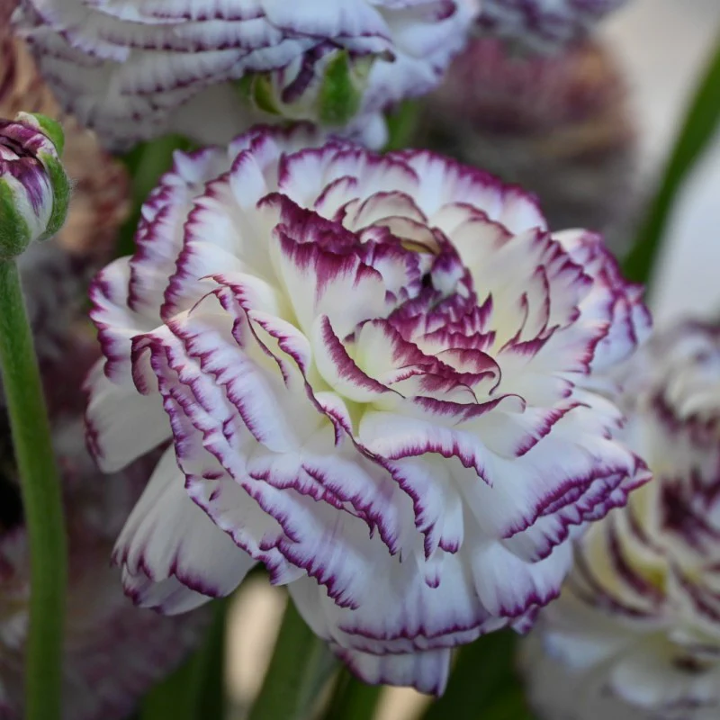 Ranunculus Elegance "Bianco Striato" - Image 4