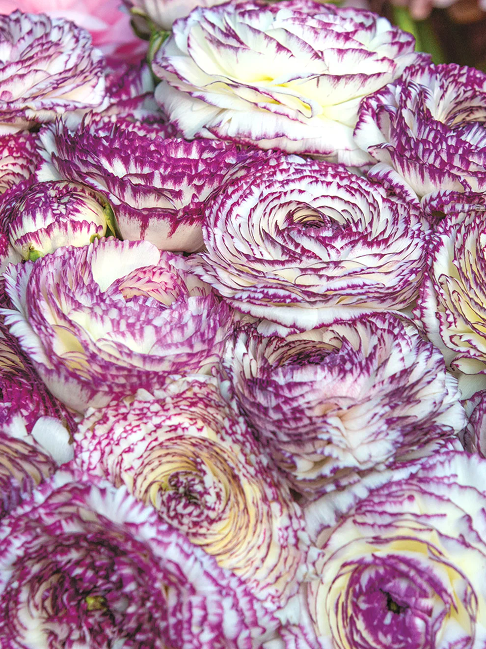 Ranunculus Elegance "Bianco Striato" - Image 6