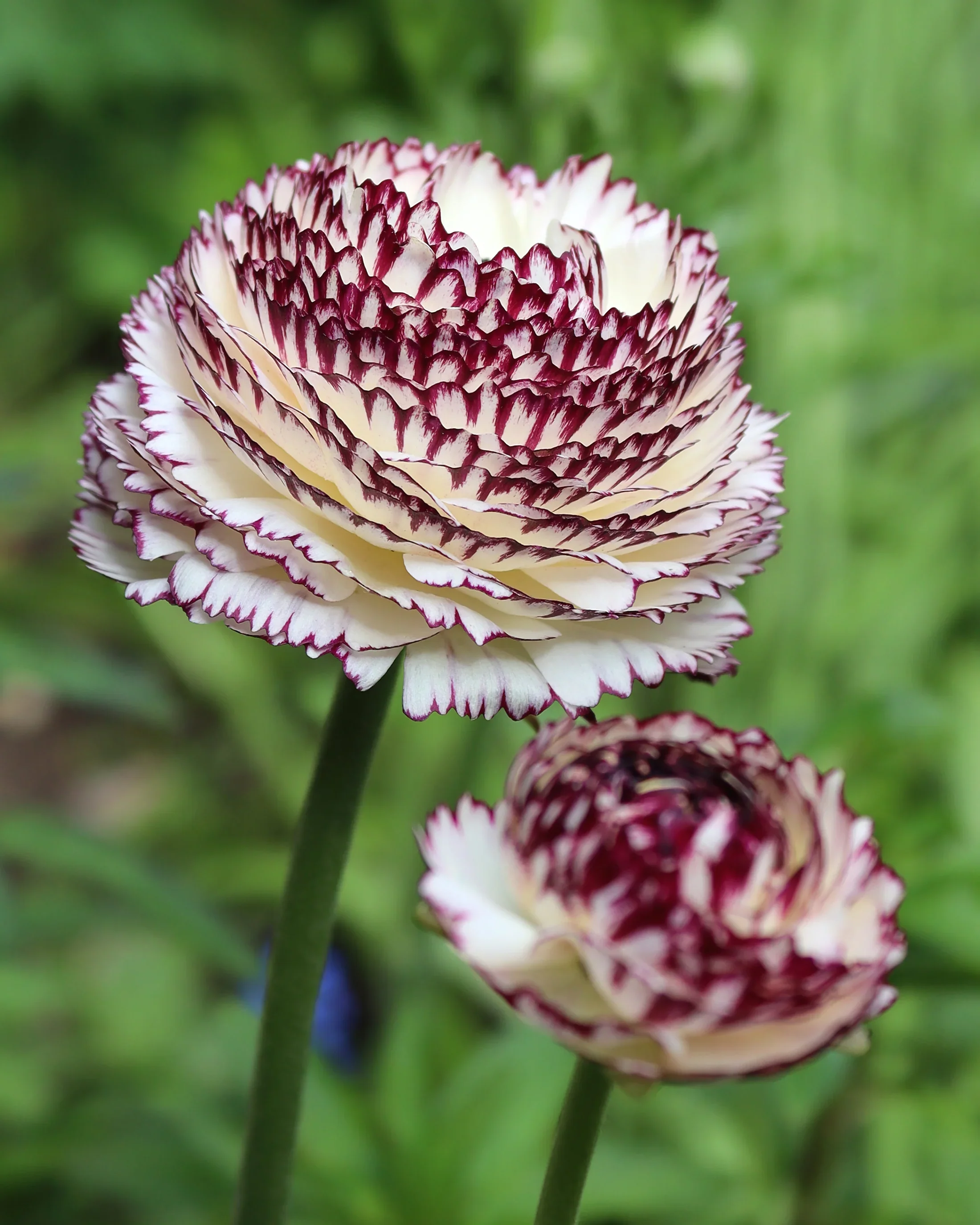 Ranunculus Elegance "Bianco Striato" - Image 7