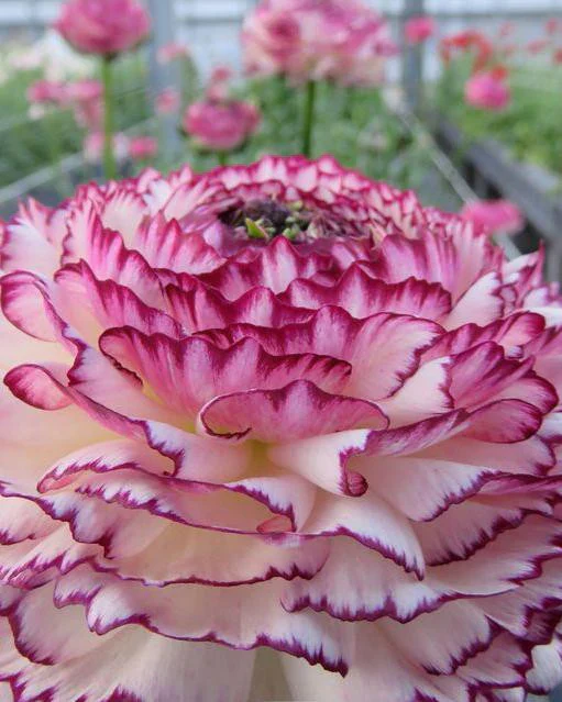 Ranunculus Elegance "Bianco Striato" - Image 8