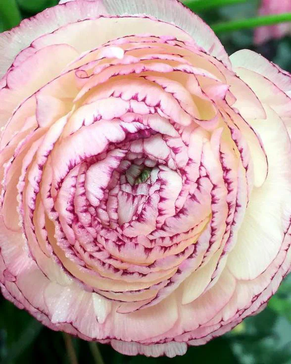 Ranunculus Elegance "Bianco Striato" - Image 9
