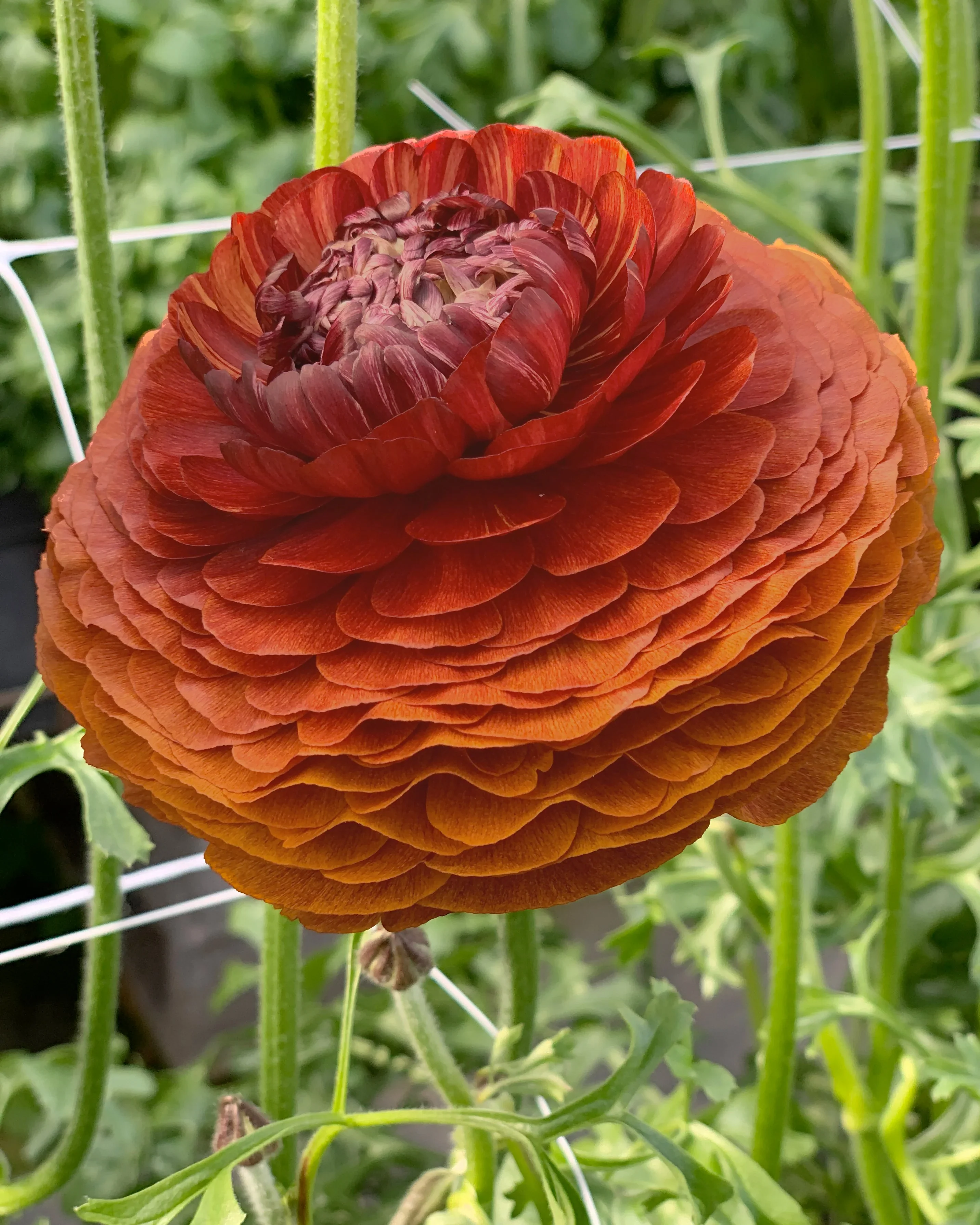 Ranunculus Elegance "Cioccolato"