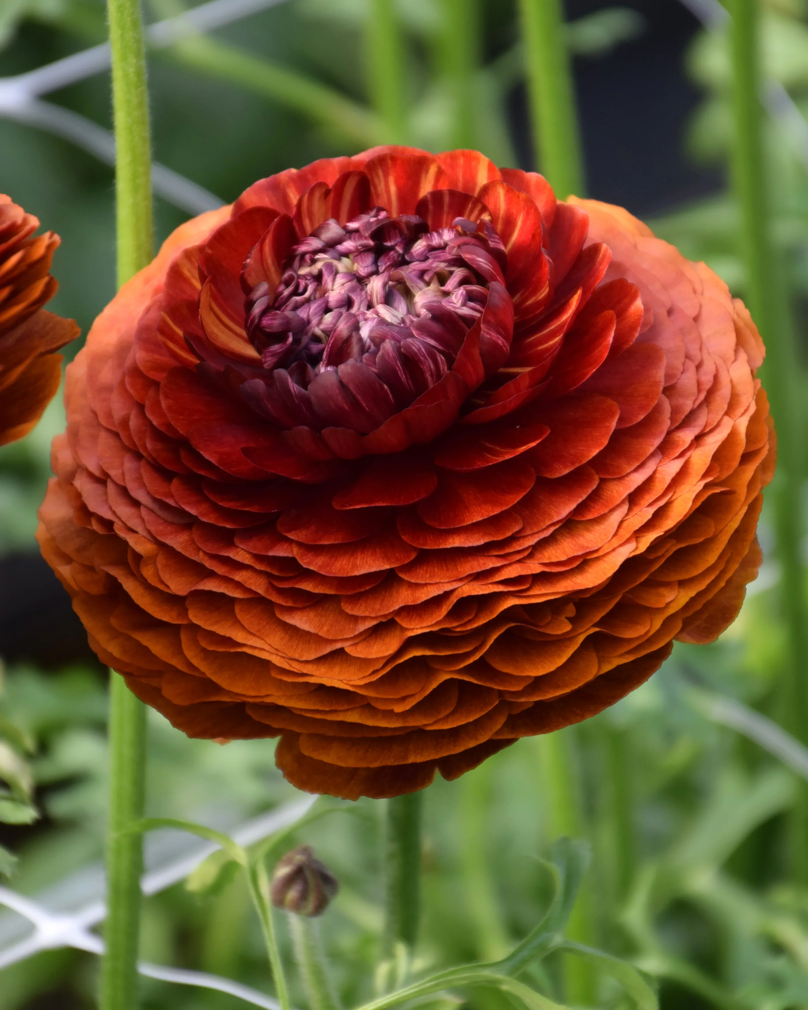 Ranunculus Elegance "Cioccolato" - Image 3