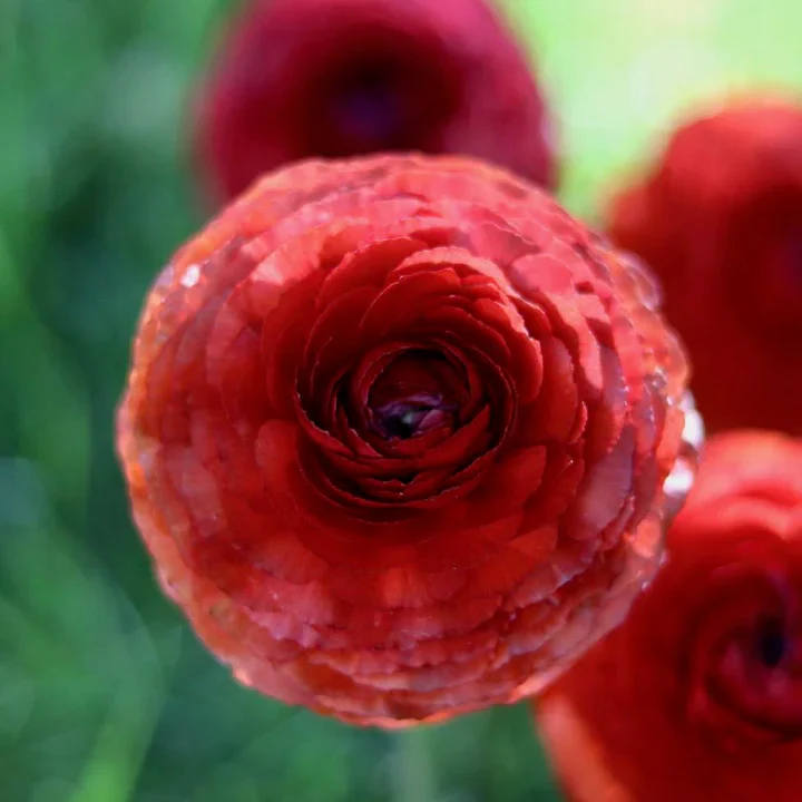 Ranunculus Elegance "Cioccolato" - Image 4