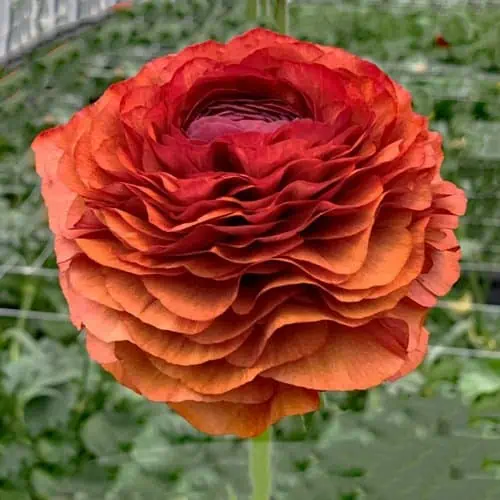 Ranunculus Elegance "Cioccolato" - Image 5