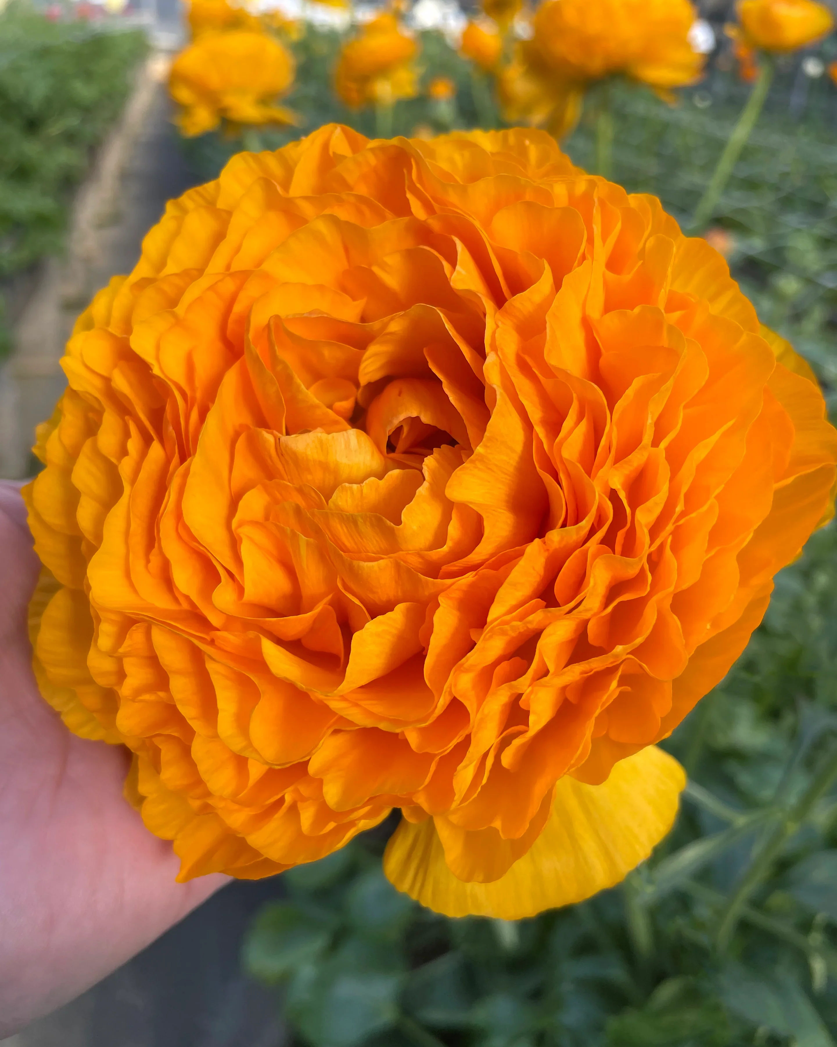 Ranunculus Elegance "Clementine"