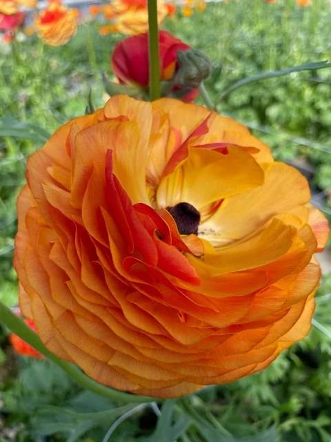 Ranunculus Elegance "Clementine" - Image 2