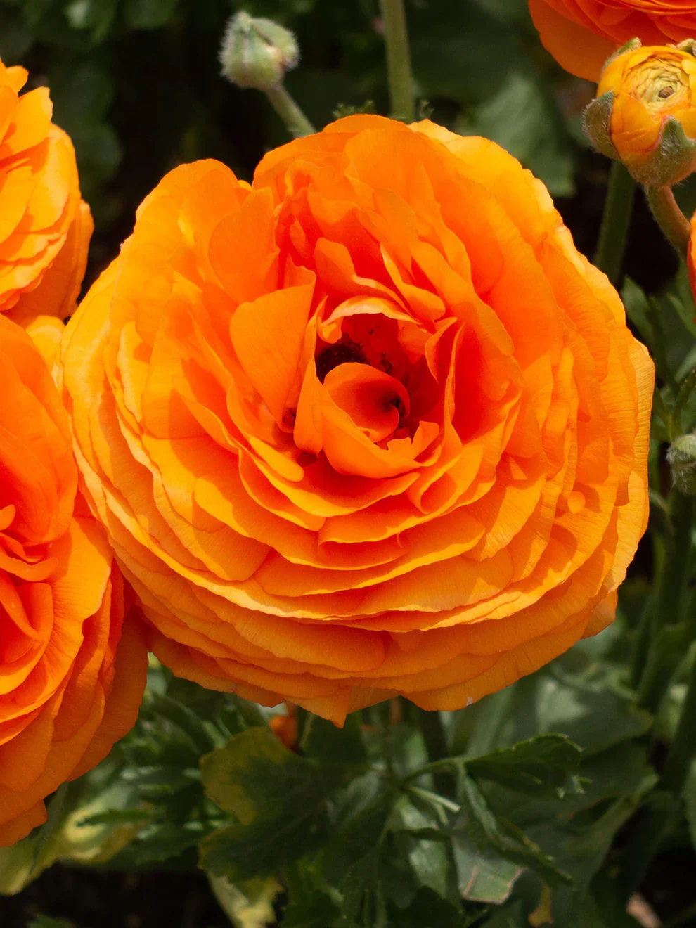 Ranunculus Elegance "Clementine" - Image 3