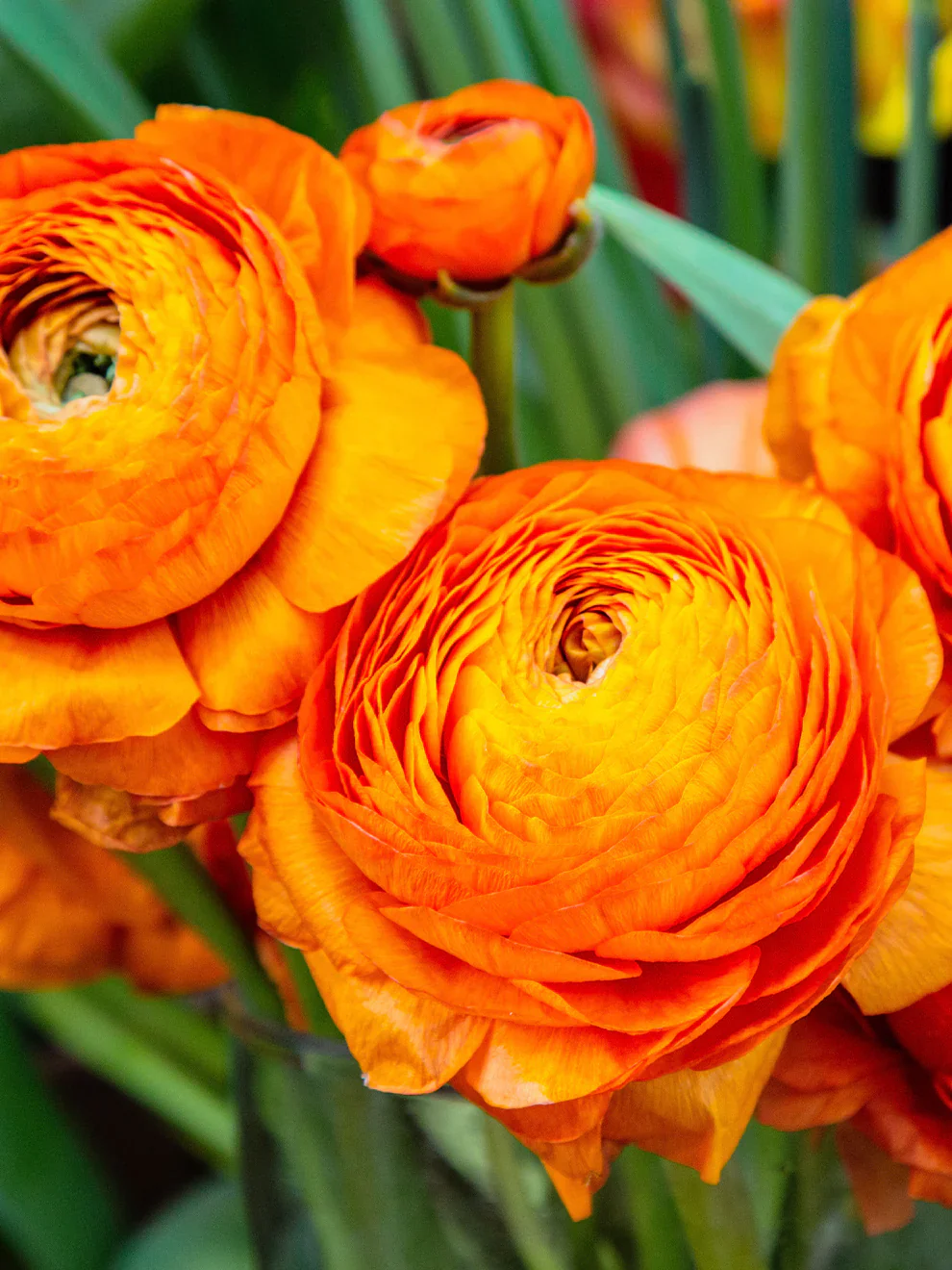 Ranunculus Elegance "Clementine" - Image 4