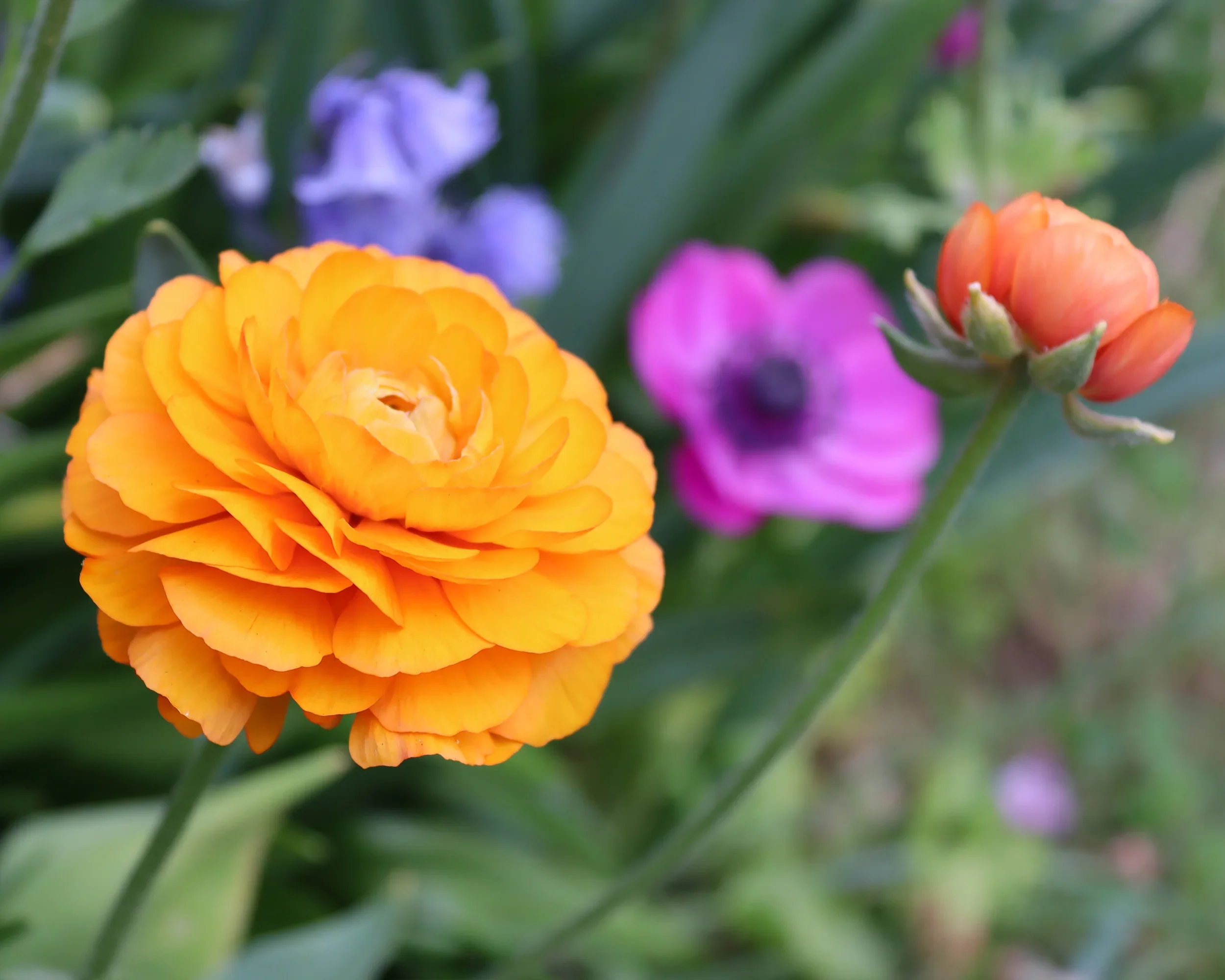 Ranunculus Elegance "Clementine" - Image 5