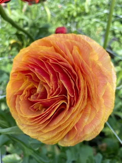 Ranunculus Elegance "Clementine" - Image 7