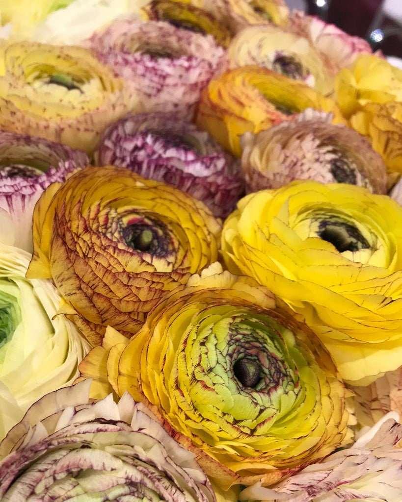 Ranunculus Asiaticus Elegance® 'Giallo Striato' - Image 3