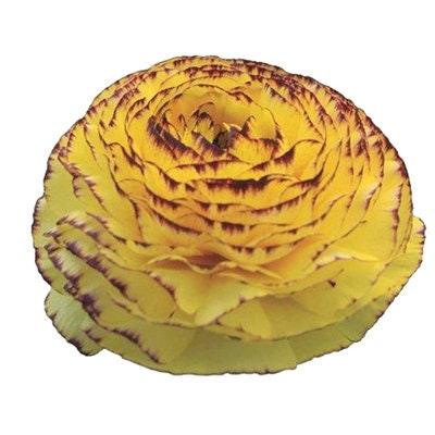 Ranunculus Asiaticus Elegance® 'Giallo Striato' - Image 5