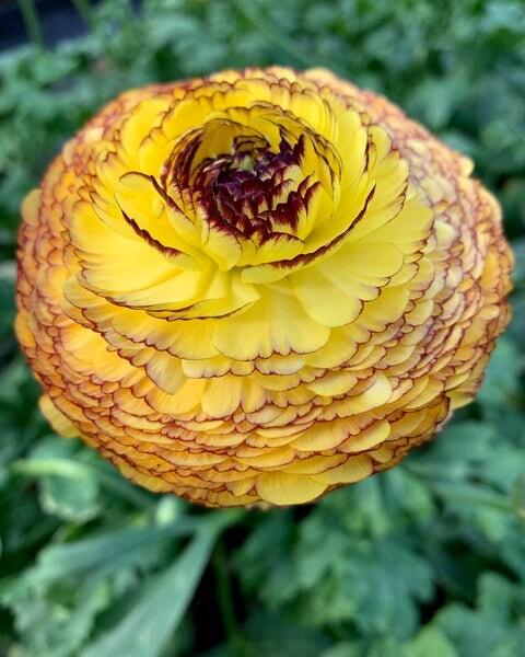 Ranunculus Asiaticus Elegance® 'Giallo Striato' - Image 6