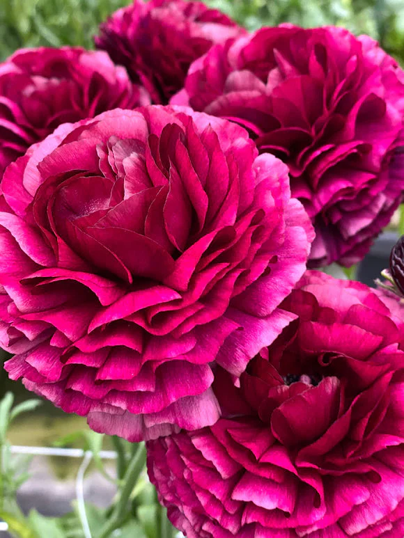 Ranunculus Elegance "Nero"