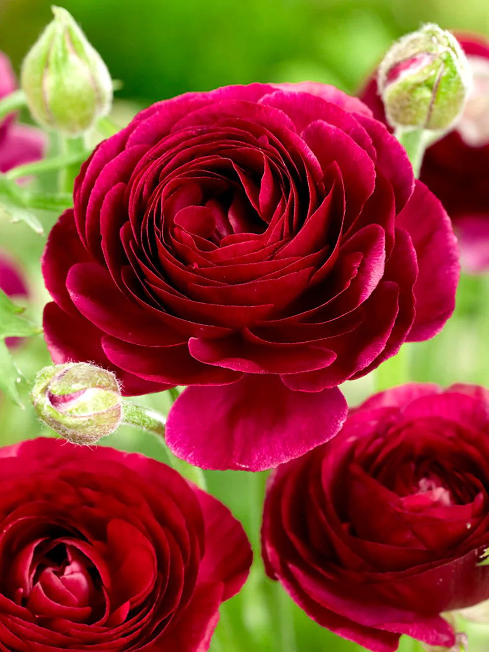 Ranunculus Elegance "Nero" - Image 2
